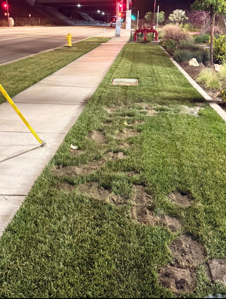 Gopher Pile Pest Control Gopher damaged lawn on the ground indicating fresh gopher activity Riverside 92508